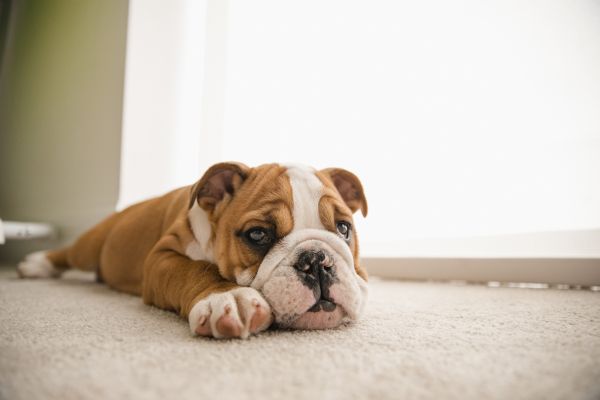 Carpet Pet Damage Repair - Carpet Pet Damage Repair Kent, Washington