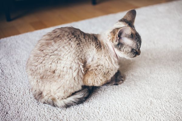 Hypoallergenic Carpet Service - Hypoallergenic Carpet Service Mokena, Illinois